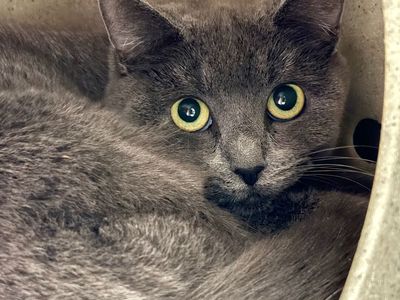 Hello my name is Mickey