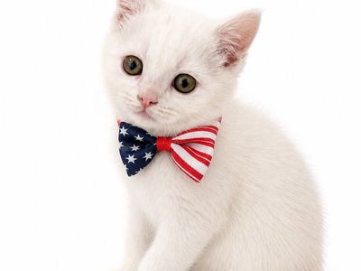 Doll-Face Persian Mix Kittens