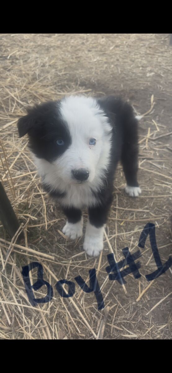 Border collie/ mcnabb puppies out of working parents