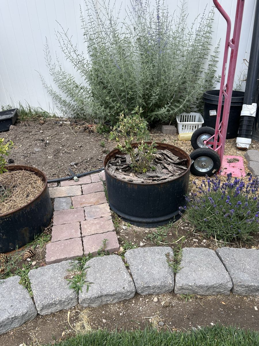 Free Blueberry Plants!!