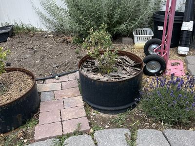 Free Blueberry Plants!!