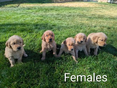 AKC Golden Retriever Puppies