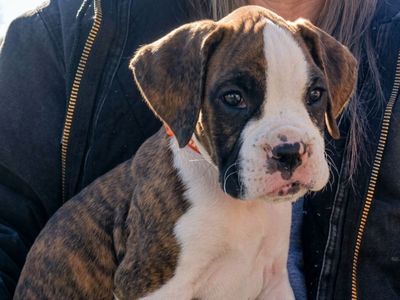 Boxer puppy