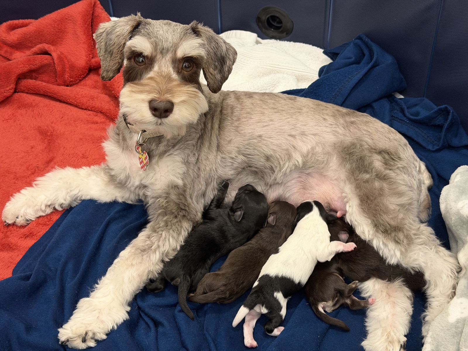 Purebred AKC Miniature Schnauzer Puppies