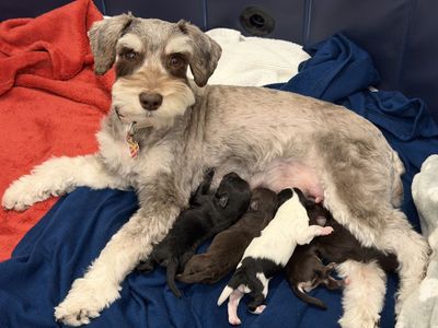 Purebred AKC Miniature Schnauzer Puppies