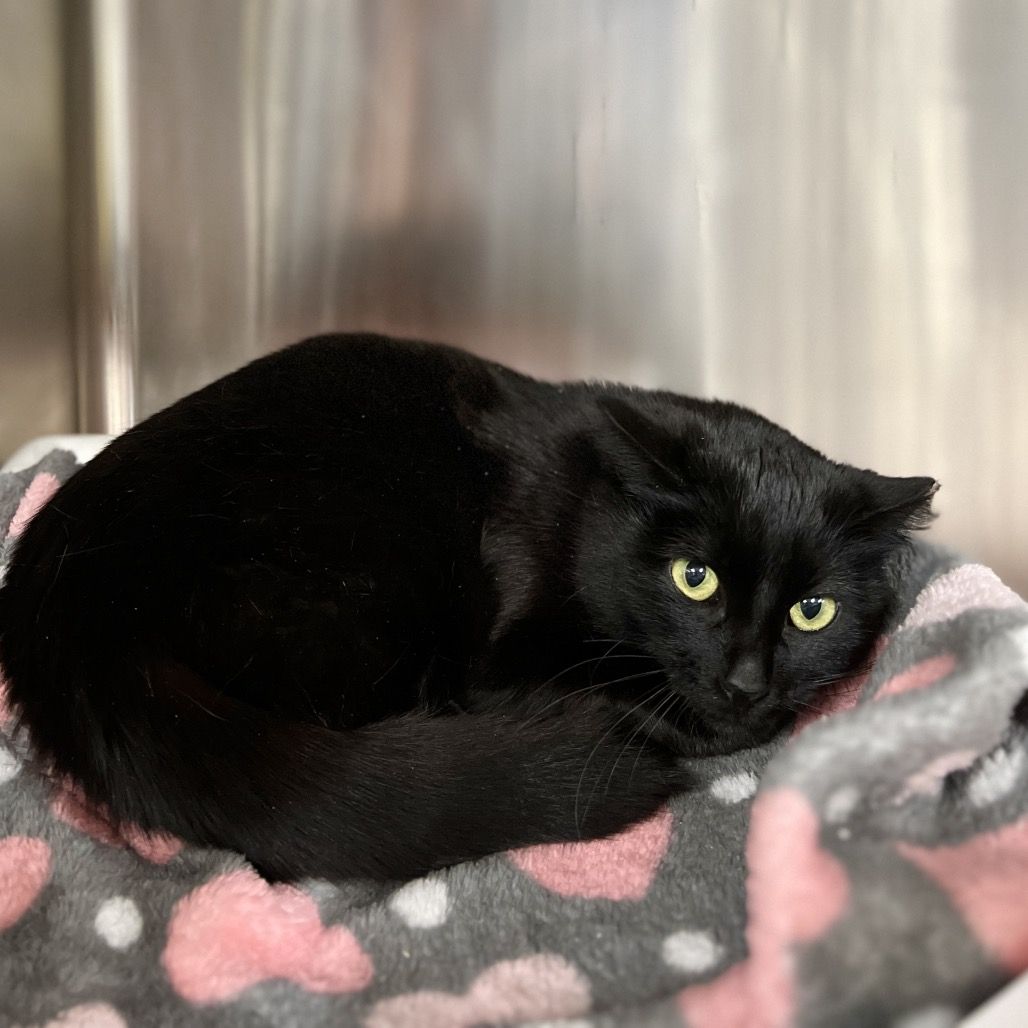 Hello my name is Bechamel