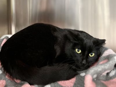 Hello my name is Bechamel