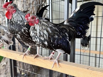 Kikiriki cockerels