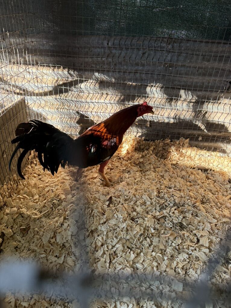 Beautiful Cuban Roosters