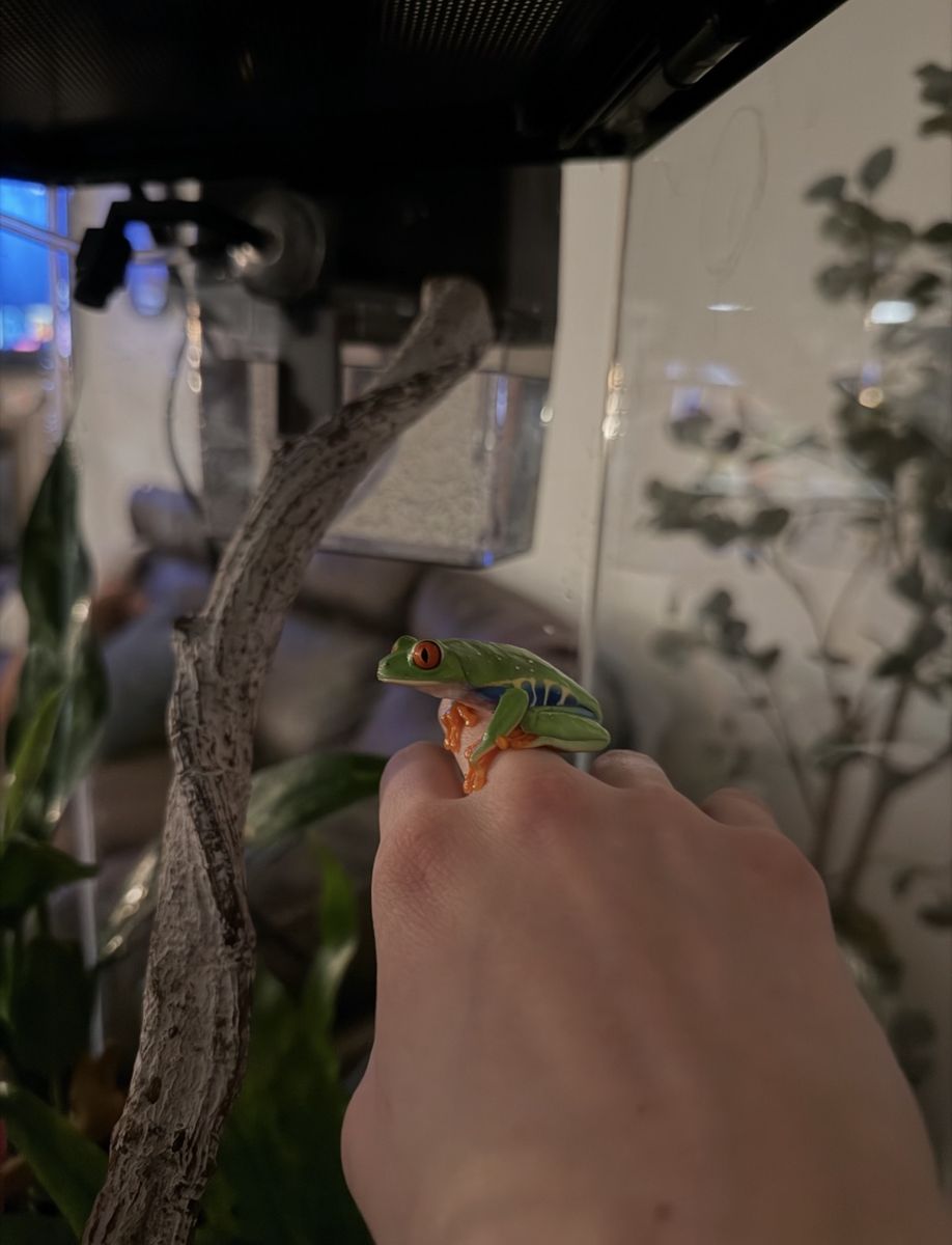 Red-Eyed Tree Frogs - *one rare snowflake morph *