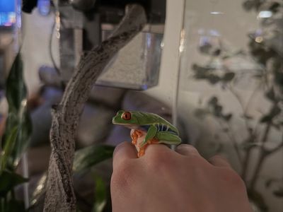 Red-Eyed Tree Frogs - *one rare snowflake morph *