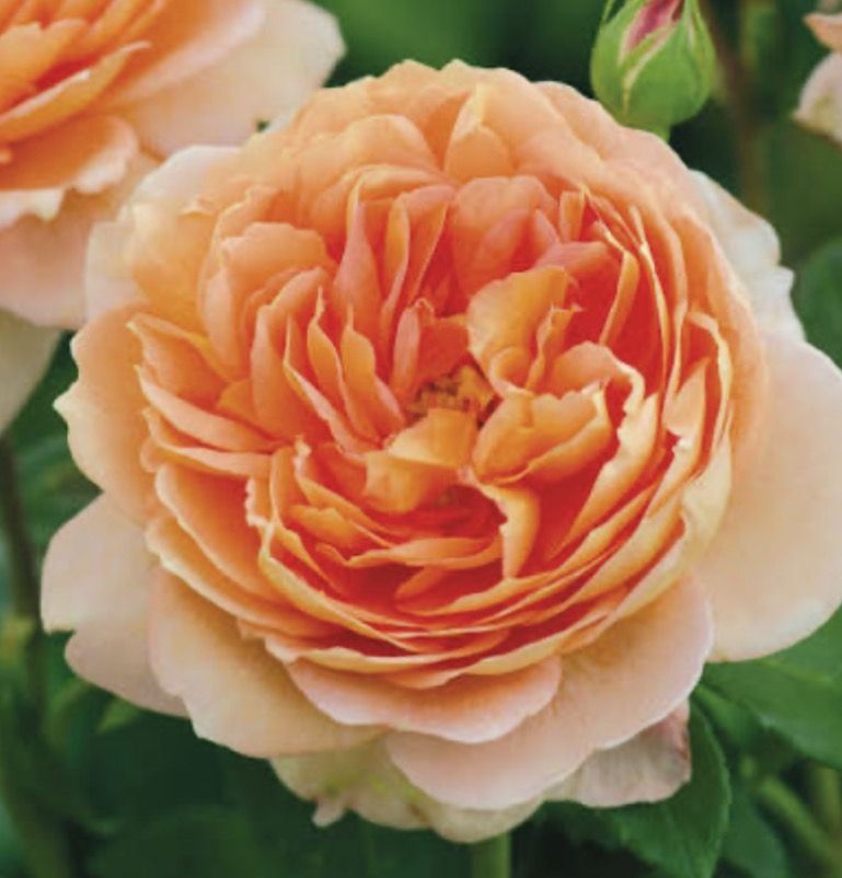 David Austin rose Cardin mill