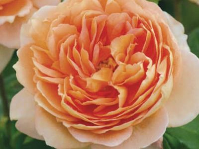 David Austin rose Cardin mill