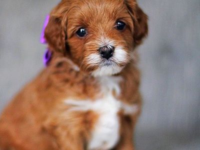 Intense F1 Cavapoo Stud - 9Lbs Toy Poodle/Cavalier