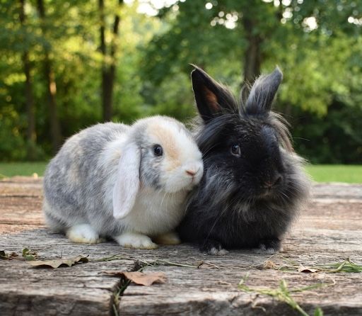 Dwarf Holland Lop & Lionhead Bunnies with Large Cage & Supplies