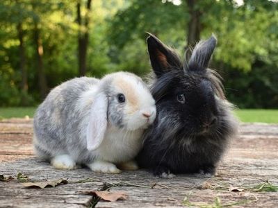 Dwarf Holland Lop & Lionhead Bunnies with Large Cage & Supplies
