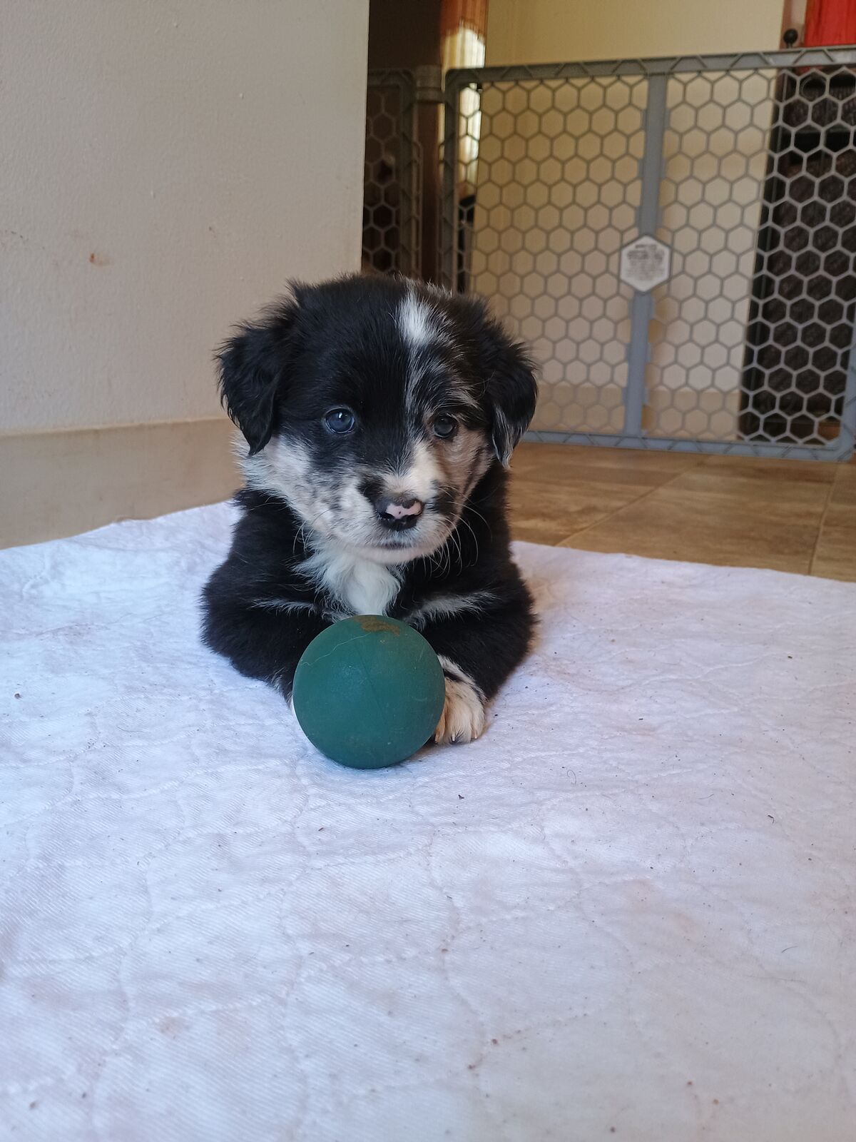Mini Golden Retriever/Australian Shephard