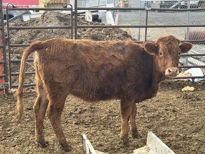 2024 Red Angus Heifer Bred to Wagyu Bull