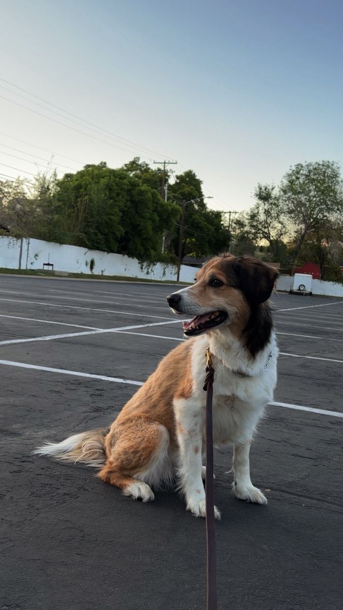Professional help needed / adopt me