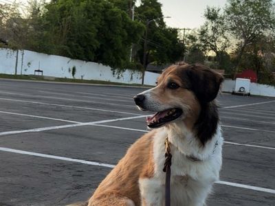 Professional help needed / adopt me