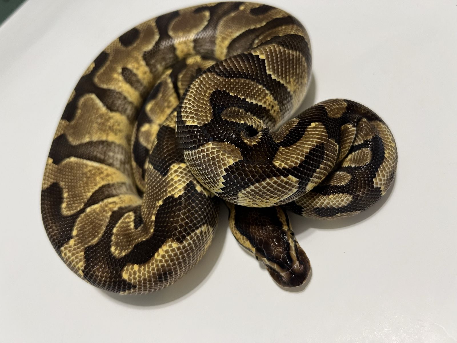 Pet Snake / Reptile #28