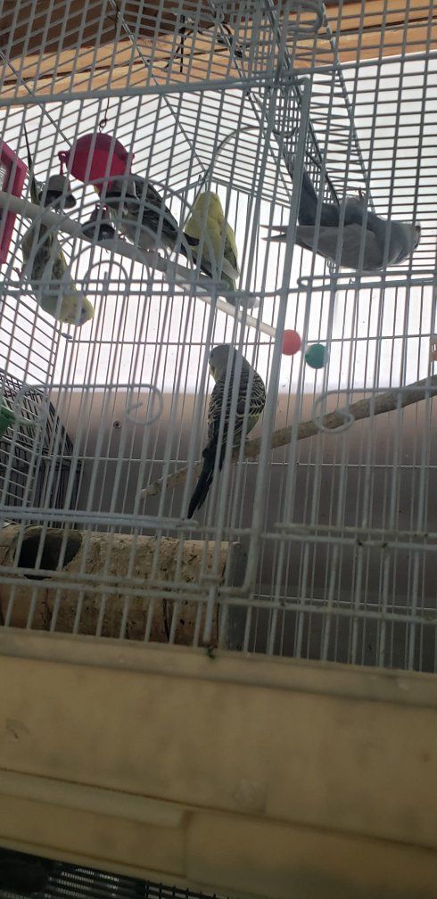pollos y pajaritos australianos