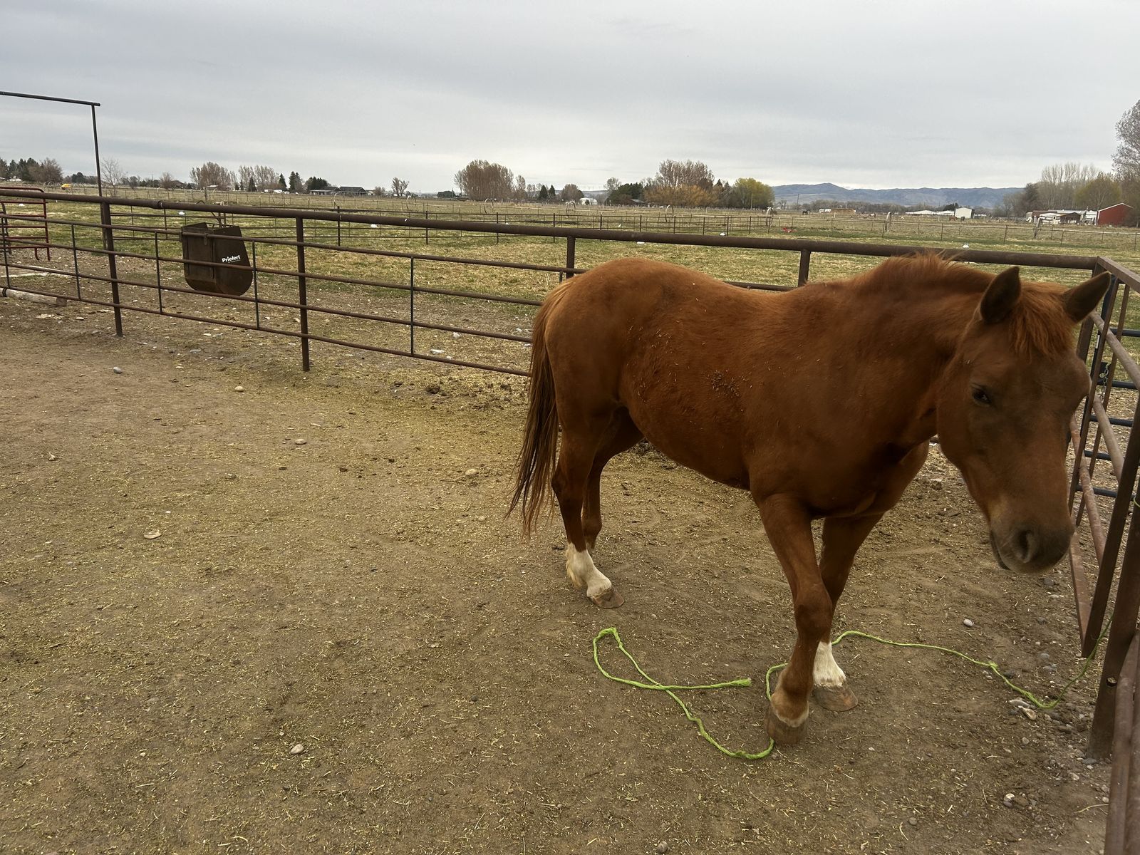 Coming 3 year old Draft Filly