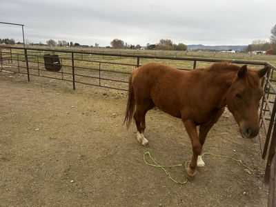 Coming 3 year old Draft Filly