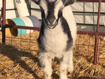 Nigerian Dwarf Goats