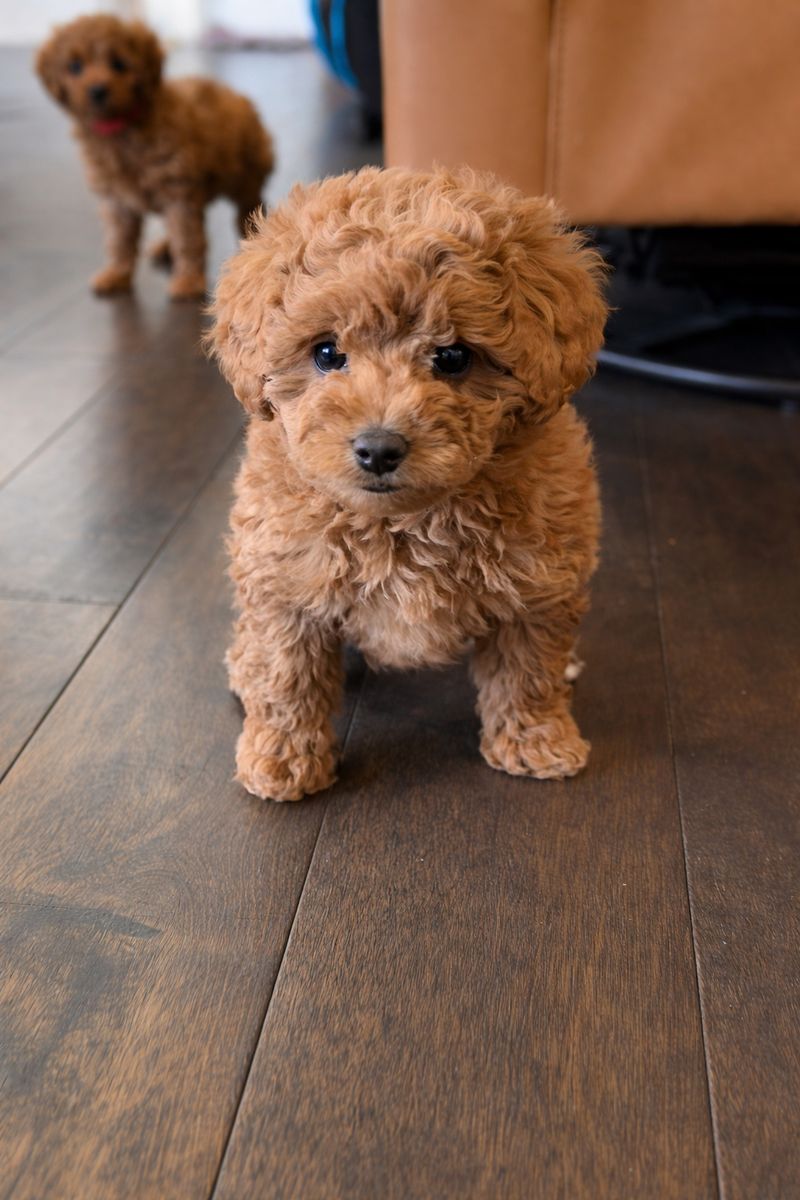 Gorgeous Micro Mini Goldendoodle Puppies