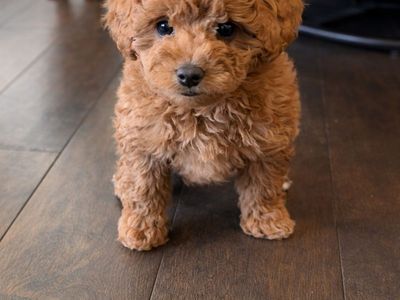 Gorgeous Micro Mini Goldendoodle Puppies