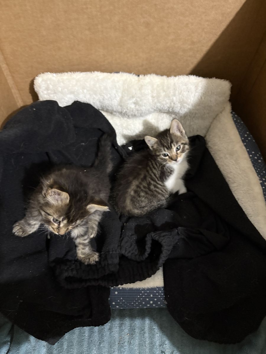 Kittens