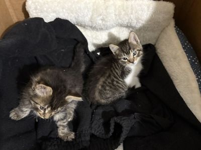 Kittens
