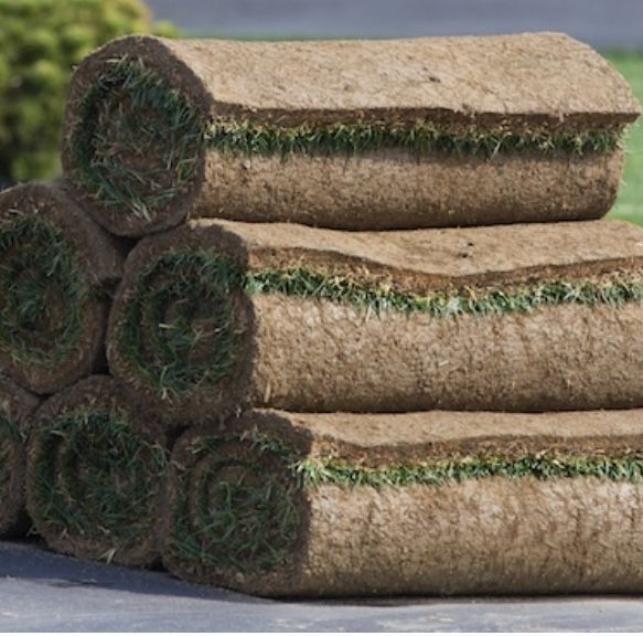 Fresh Kentucky Bluegrass