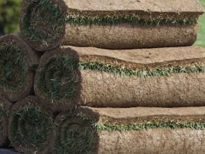 Fresh Kentucky Bluegrass