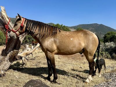 Mustang Gelding
