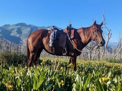 6 Year Old Grade Mare