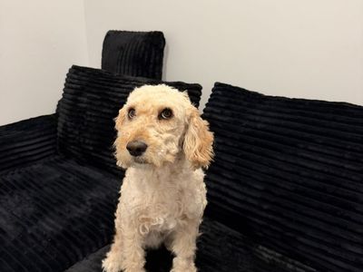 boneless couch