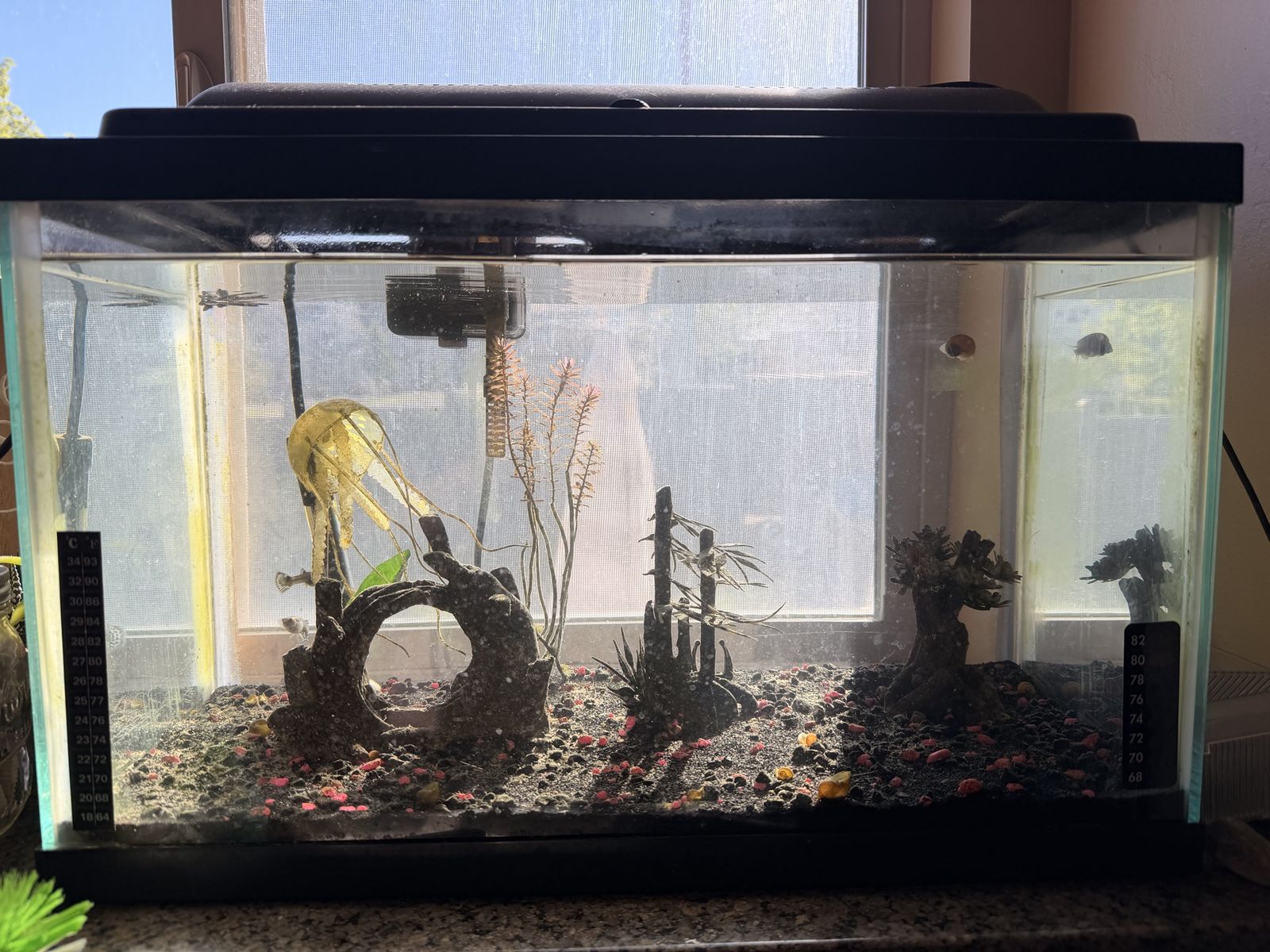 Used 10 gallon Fish Tank with Accessories - Gravel, Decor, Filter, Heater