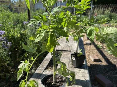 Tomato, Pepper, Eggplant Plants