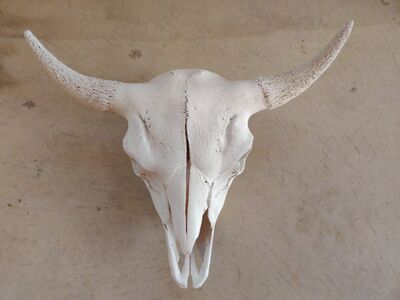 Bull horns professionally cleaned ready for decor