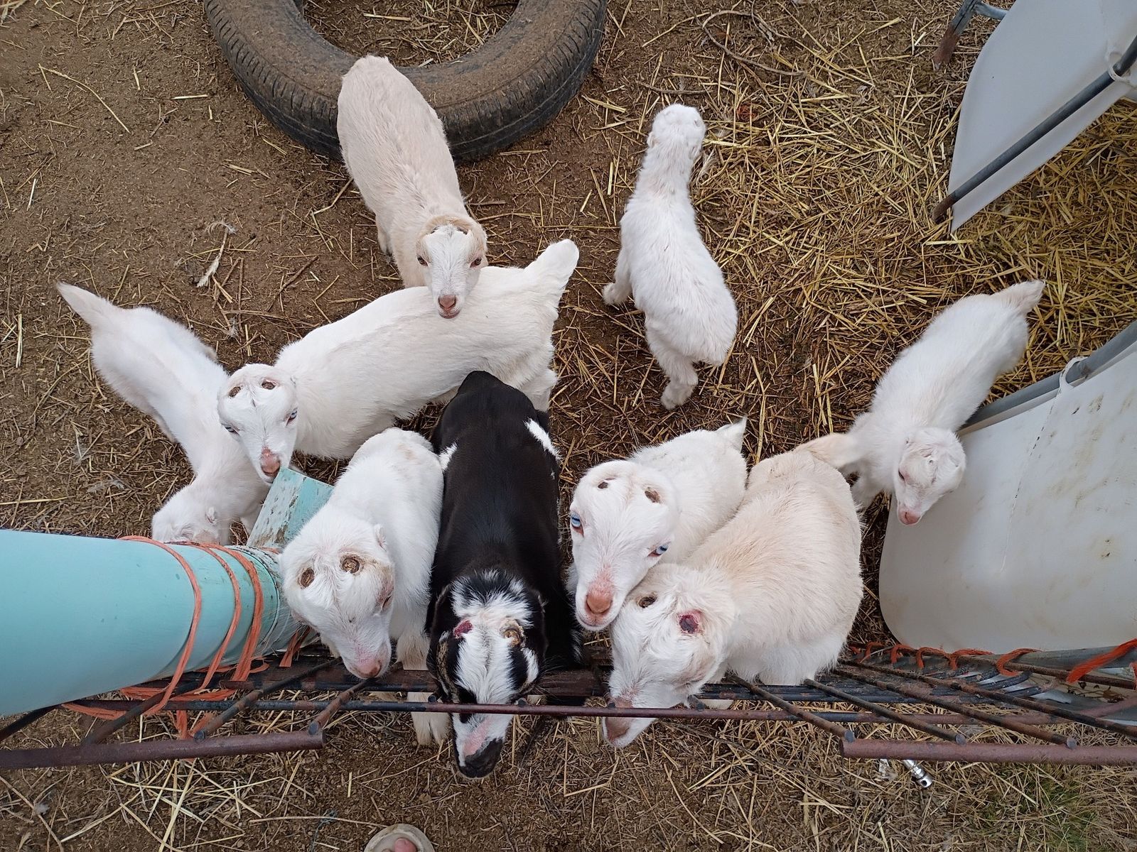 MDGA Miniature Lamanchas