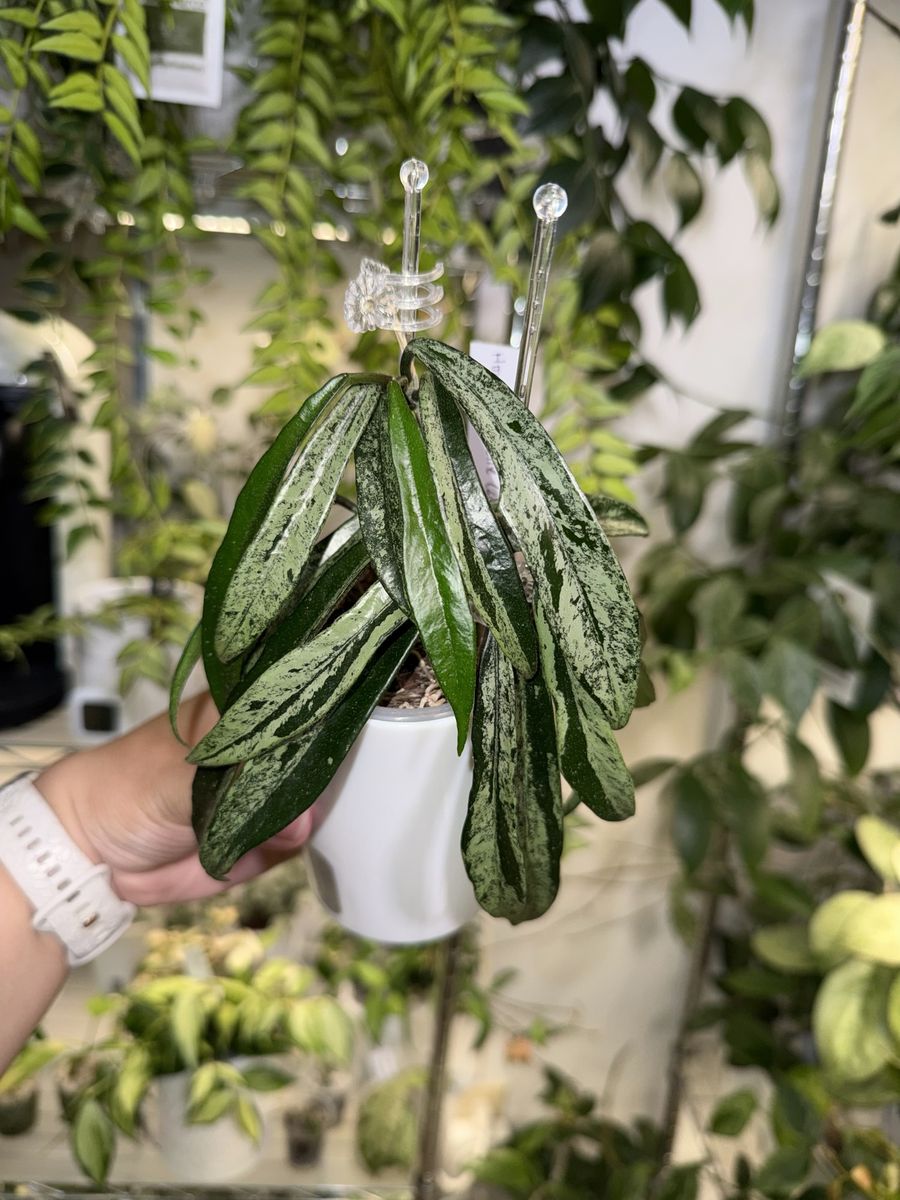 Hoya minibelle (splash) - Plant
