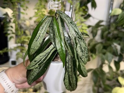 Hoya minibelle (splash) - Plant