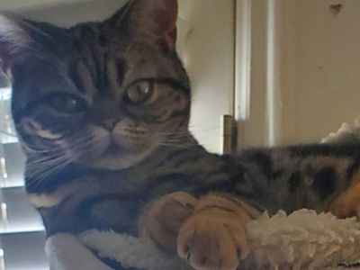 American Shorthair female CFA AND TICA REGISTERED