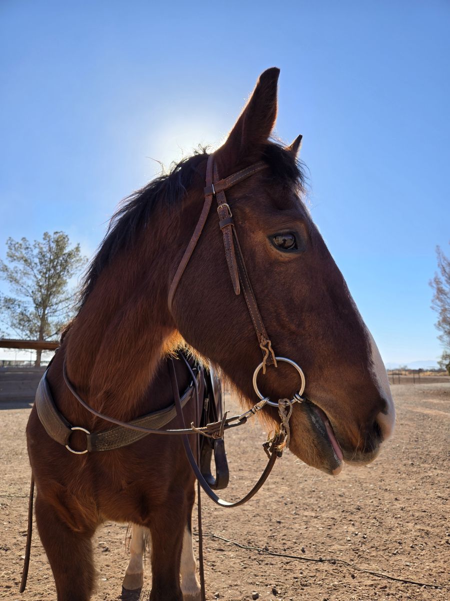 8 year old BLM mustang
