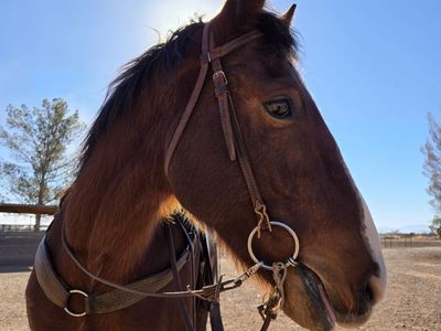 8 year old BLM mustang