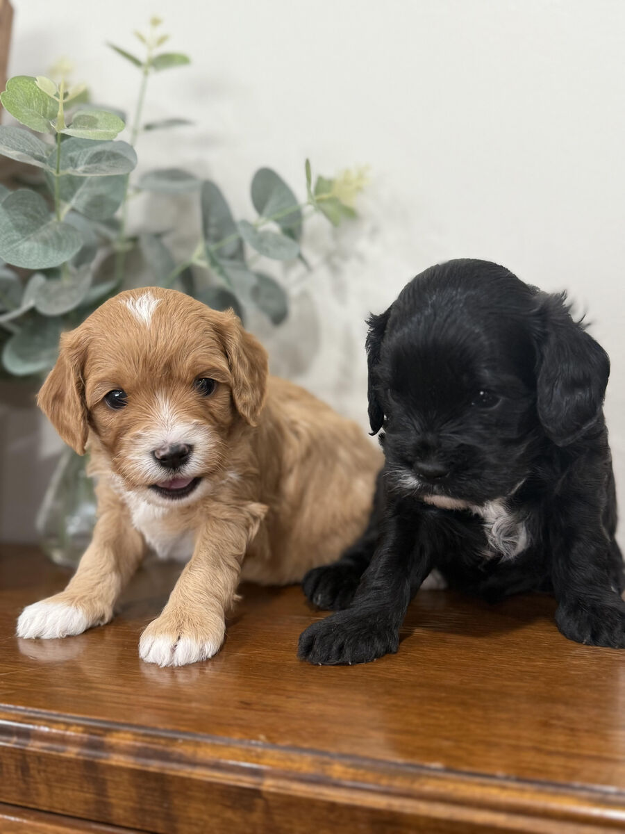 Cavapoo Puppies