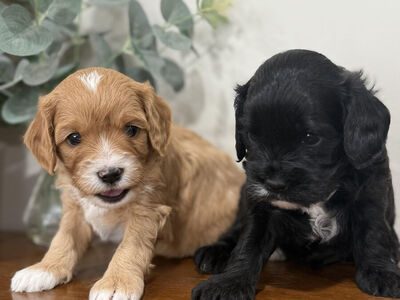 Cavapoo Puppies