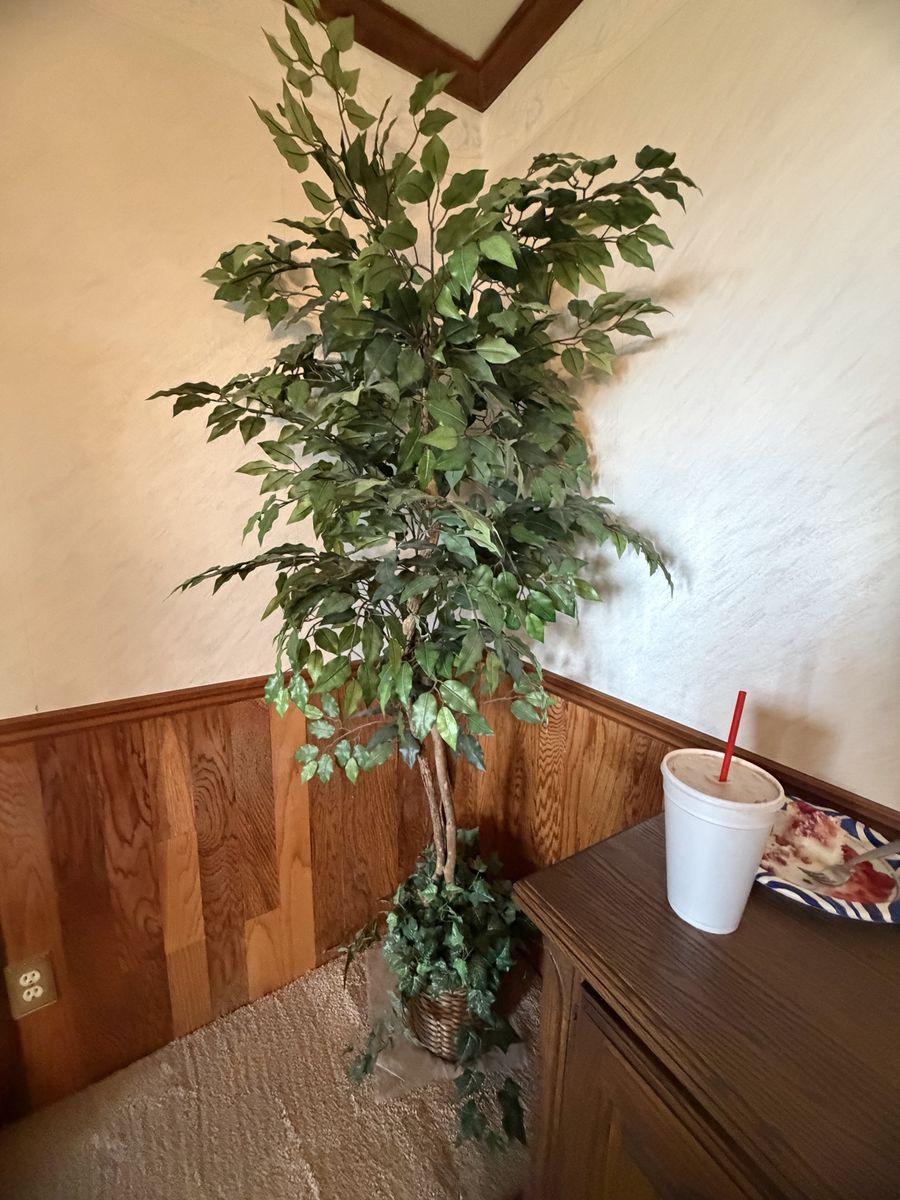 Indoor tree